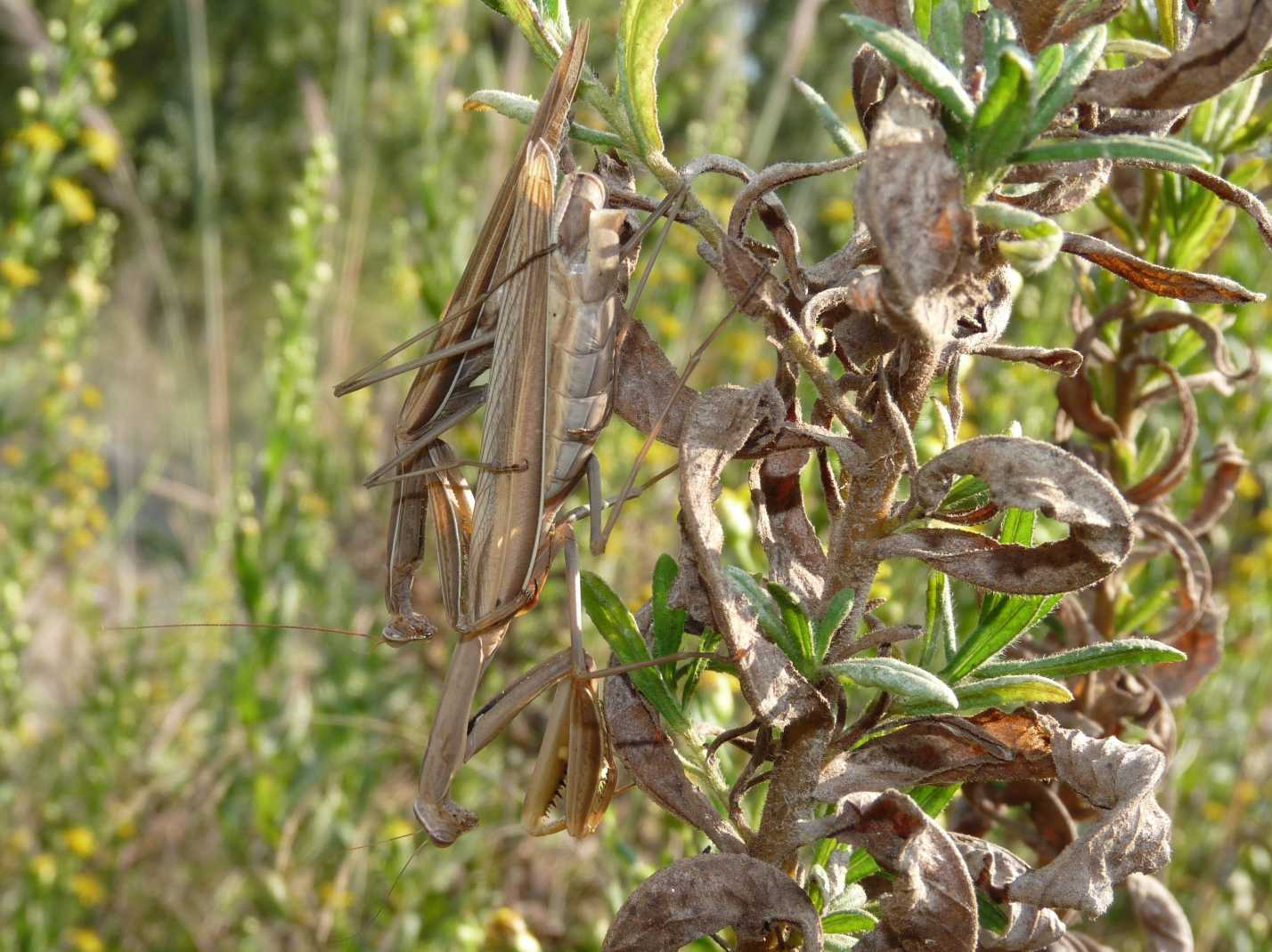 Accoppiamento Mantis religiosa